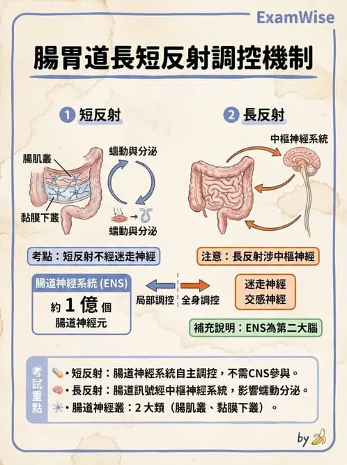 放射 - 胃腸生理 - AI 圖文解析預覽