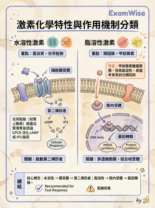 放射 - 內分泌生理 - AI 圖文解析預覽