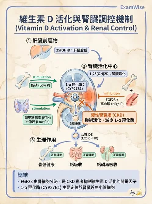 放射 - 內分泌生理 - AI 圖文解析預覽
