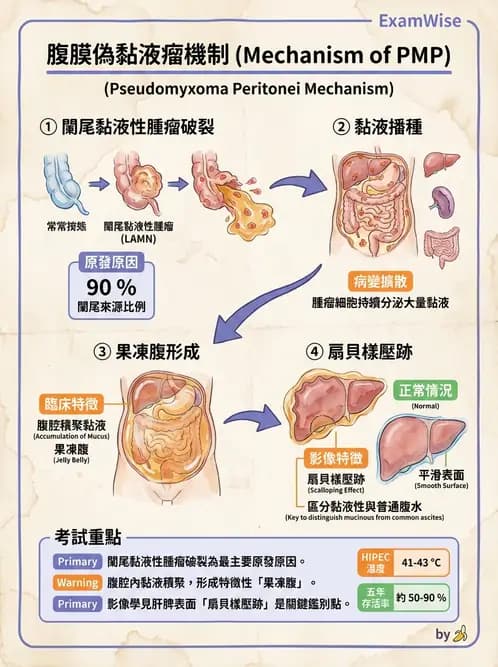 放射 - 口腔及腸胃道疾病 - AI 圖文解析預覽