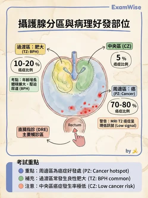 放射 - 生殖系統及乳房疾病 - AI 圖文解析預覽