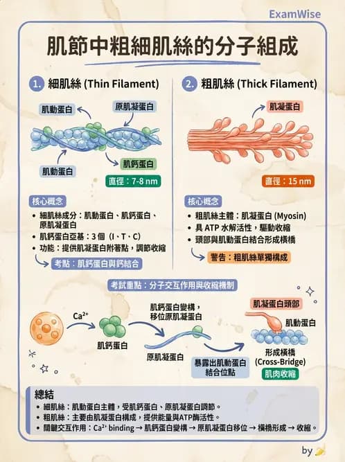 放射 - 肌肉及代謝生理 - AI 圖文解析預覽