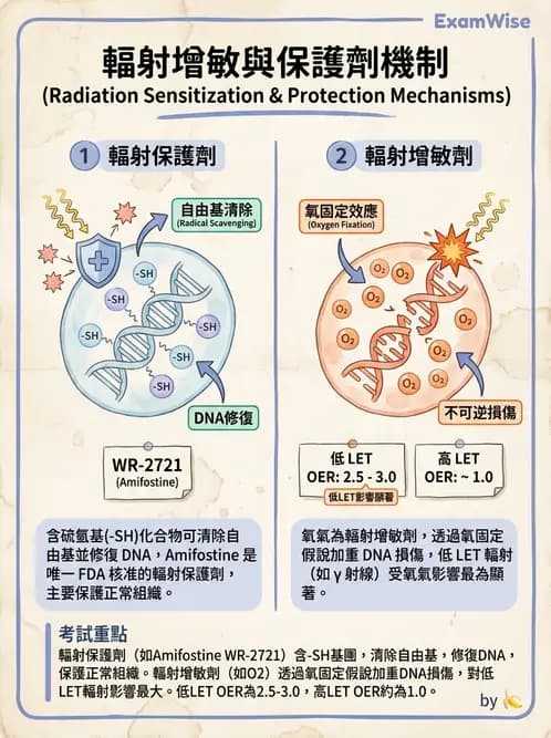 放射 - 輻射物理生物基礎 - AI 圖文解析預覽
