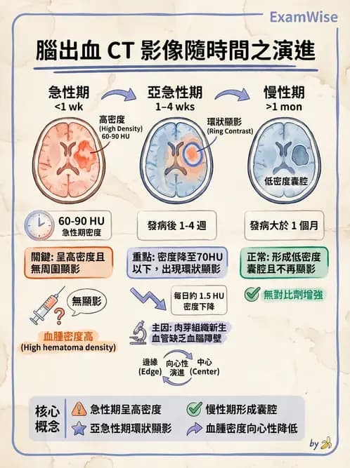 放射 - 頭頸部CT診斷 - AI 圖文解析預覽