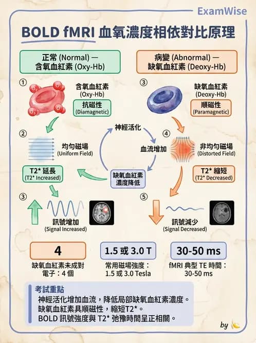 放射 - MR進階影像與臨床應用 - AI 圖文解析預覽