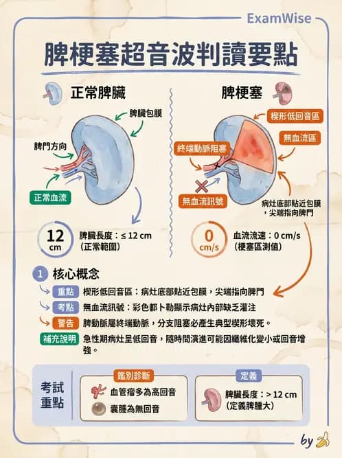 放射 - 膽胰脾超音波 - AI 圖文解析預覽
