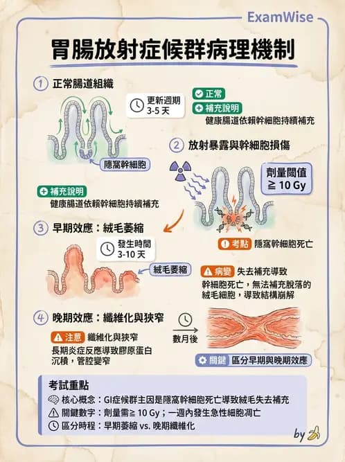 放射 - 組織與腫瘤輻射效應 - AI 圖文解析預覽