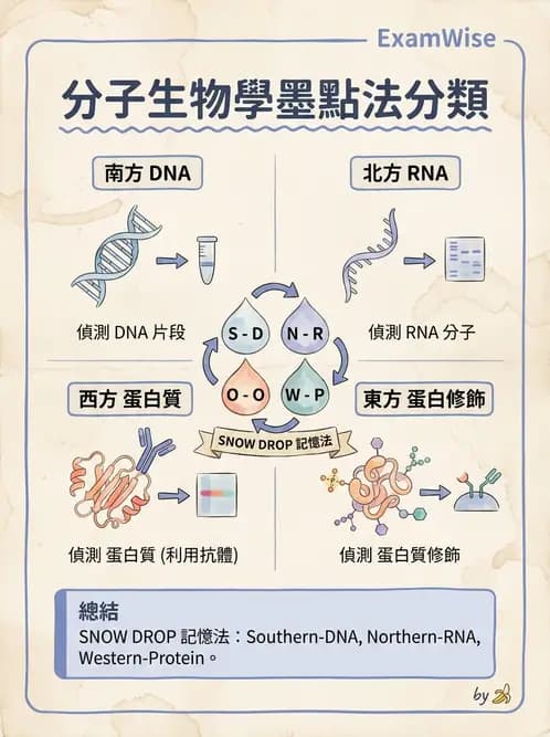 放射 - 輻射生物分子技術 - AI 圖文解析預覽