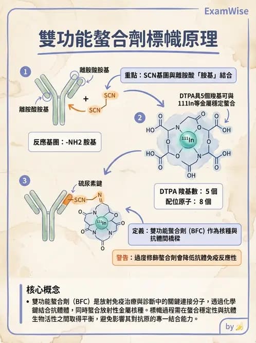 放射 - 肺肝膽與製劑通則 - AI 圖文解析預覽