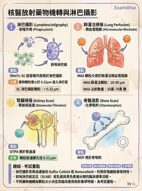 放射 - 肺肝膽與製劑通則 - AI 圖文解析預覽