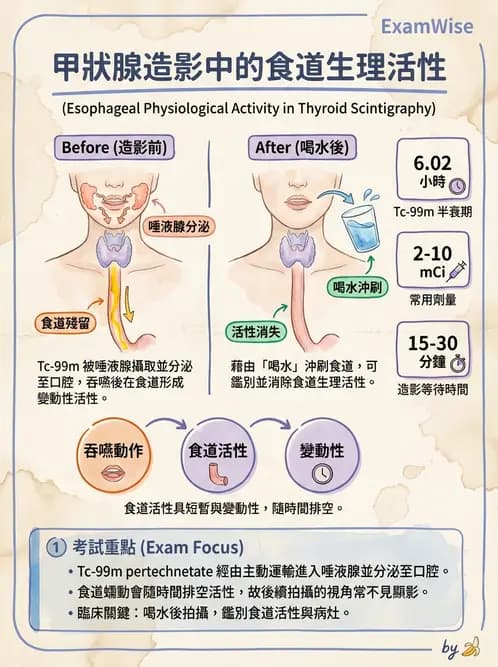 放射 - 甲狀腺造影 - AI 圖文解析預覽