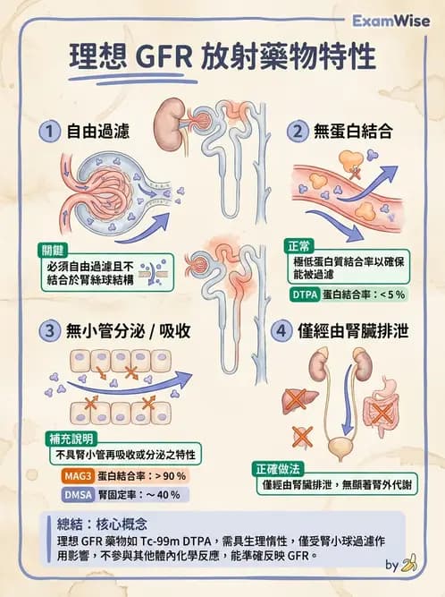放射 - 腎臟造影 - AI 圖文解析預覽