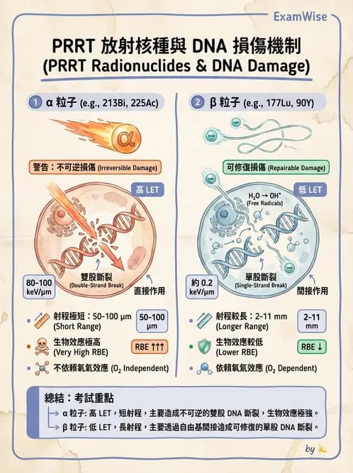 放射 - 腫瘤治療 - AI 圖文解析預覽