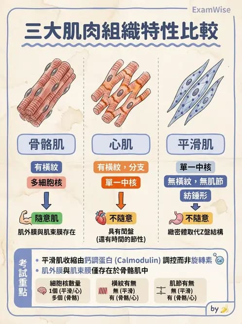 放射 - 軀幹、頸頭肌肉及肌肉組織學 - AI 圖文解析預覽