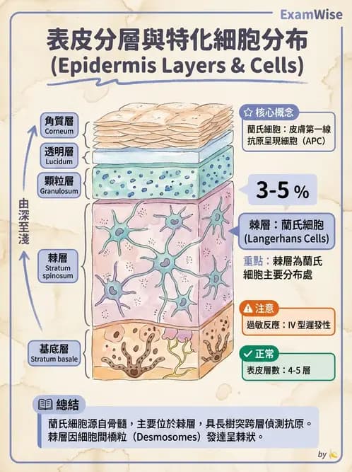 放射 - 細胞、組織與外皮系統 - AI 圖文解析預覽