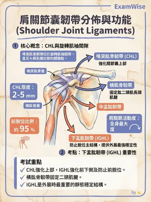 放射 - 骨骼系統 - AI 圖文解析預覽