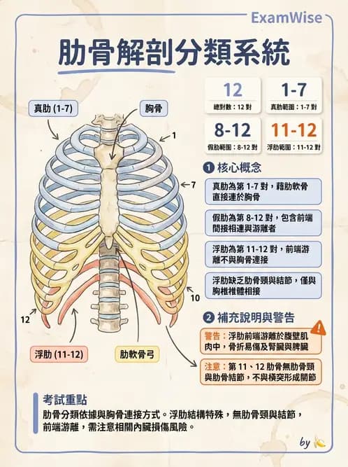 放射 - 骨骼系統 - AI 圖文解析預覽