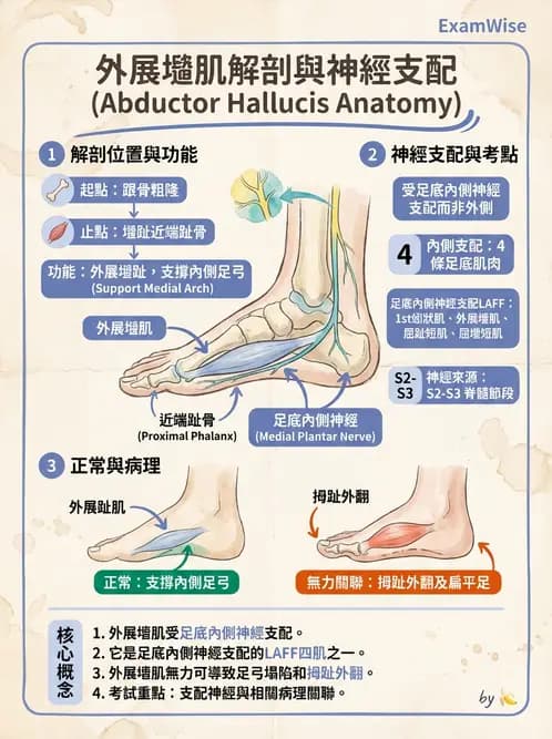 放射 - 脊神經叢與肢體神經 - AI 圖文解析預覽