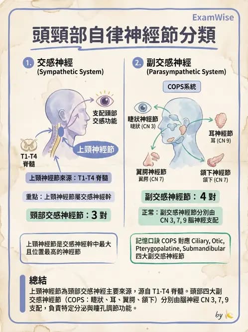 放射 - 自律神經系統 - AI 圖文解析預覽