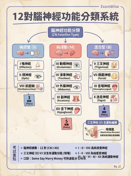 放射 - 腦神經 - AI 圖文解析預覽