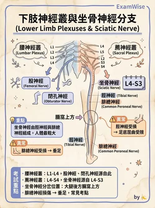 放射 - 脊神經叢與肢體神經 - AI 圖文解析預覽