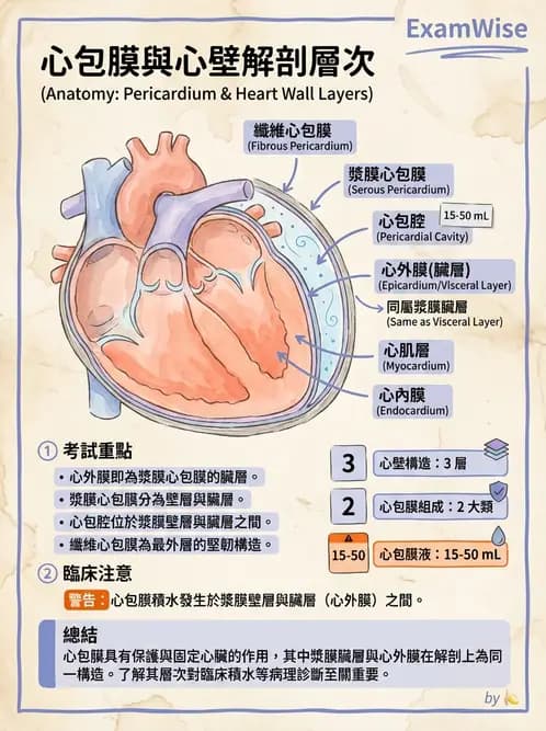 放射 - 心臟 - AI 圖文解析預覽