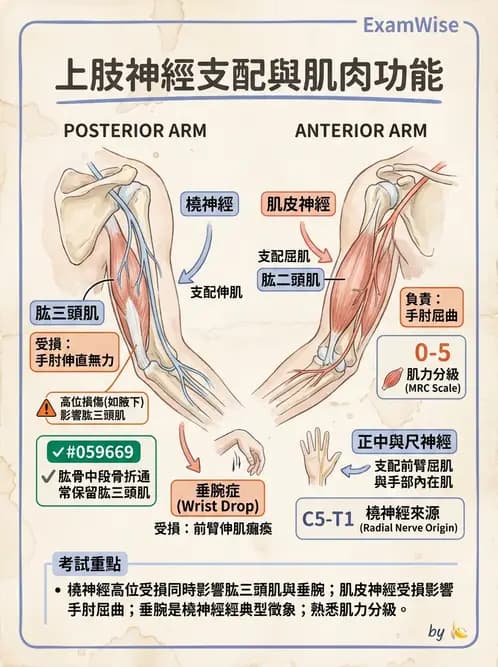 放射 - 脊神經叢與肢體神經 - AI 圖文解析預覽