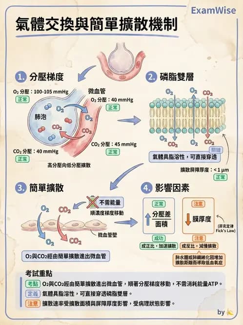 放射 - 細胞生理 - AI 圖文解析預覽