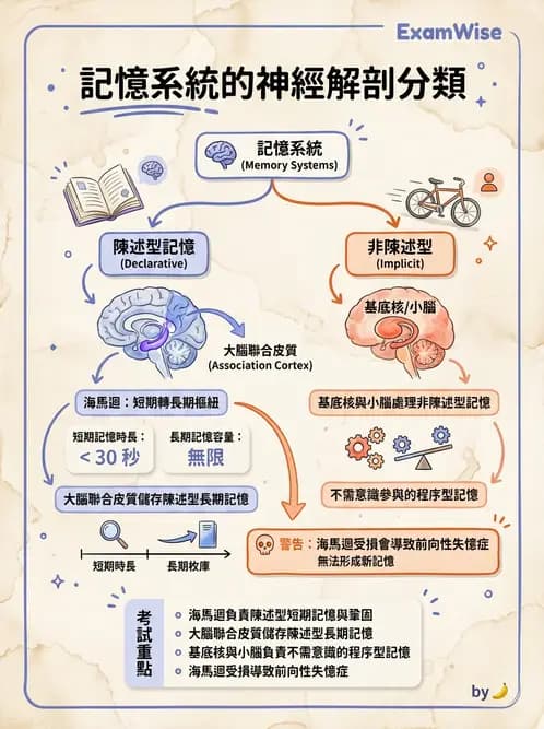 放射 - 神經生理 - AI 圖文解析預覽