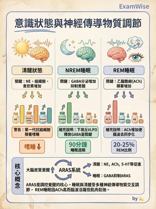 放射 - 神經生理 - AI 圖文解析預覽