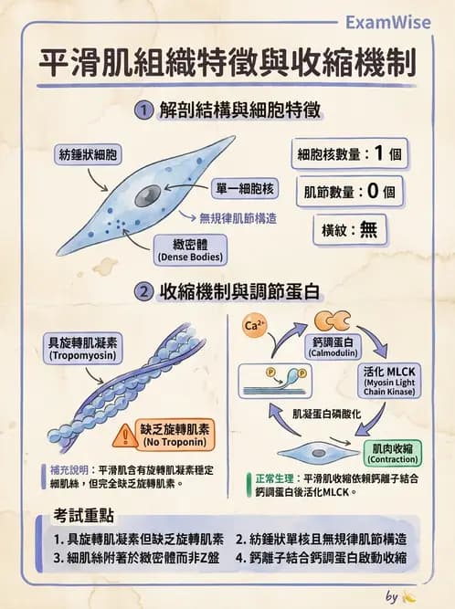 放射 - 肌肉及代謝生理 - AI 圖文解析預覽