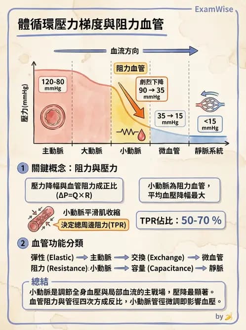 放射 - 心血管生理 - AI 圖文解析預覽
