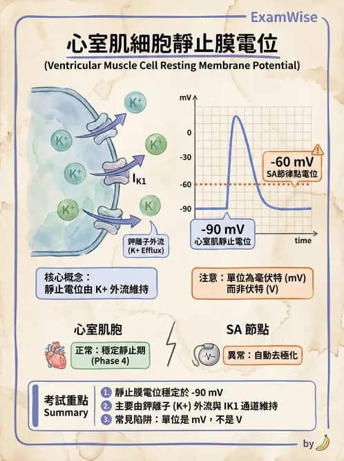 放射 - 心血管生理 - AI 圖文解析預覽