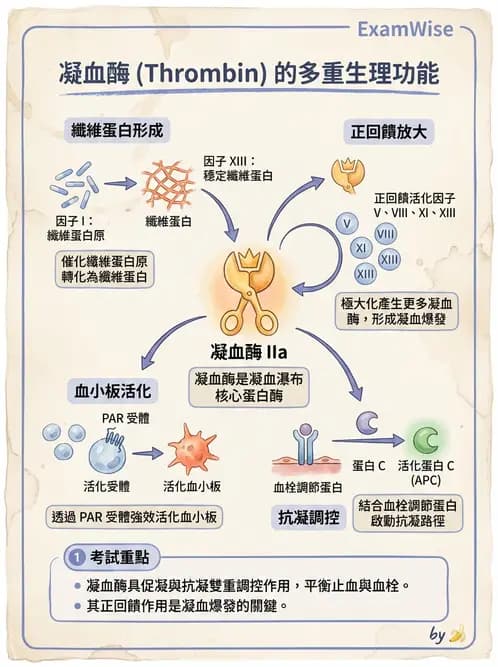 放射 - 血液及免疫生理 - AI 圖文解析預覽