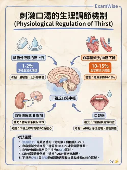 放射 - 腎臟生理 - AI 圖文解析預覽