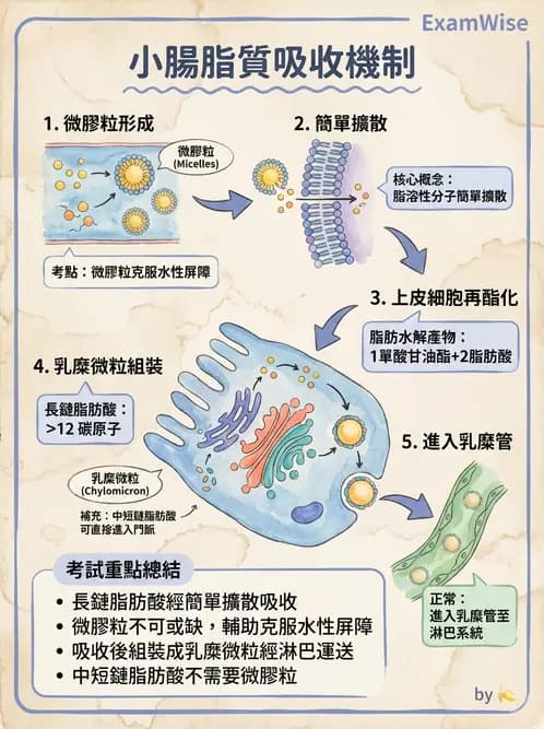 放射 - 胃腸生理 - AI 圖文解析預覽