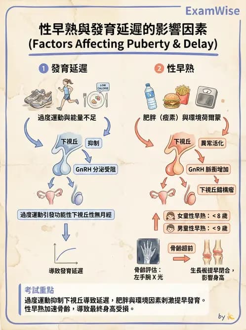 放射 - 生殖生理 - AI 圖文解析預覽