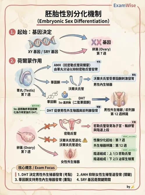 放射 - 生殖生理 - AI 圖文解析預覽