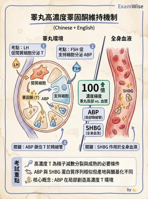 放射 - 生殖生理 - AI 圖文解析預覽