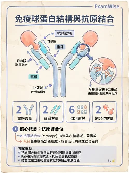 放射 - 血液及免疫生理 - AI 圖文解析預覽