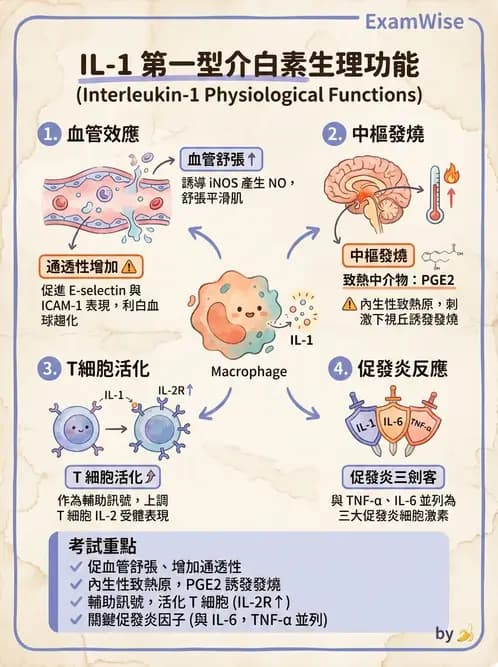 放射 - 血液及免疫生理 - AI 圖文解析預覽