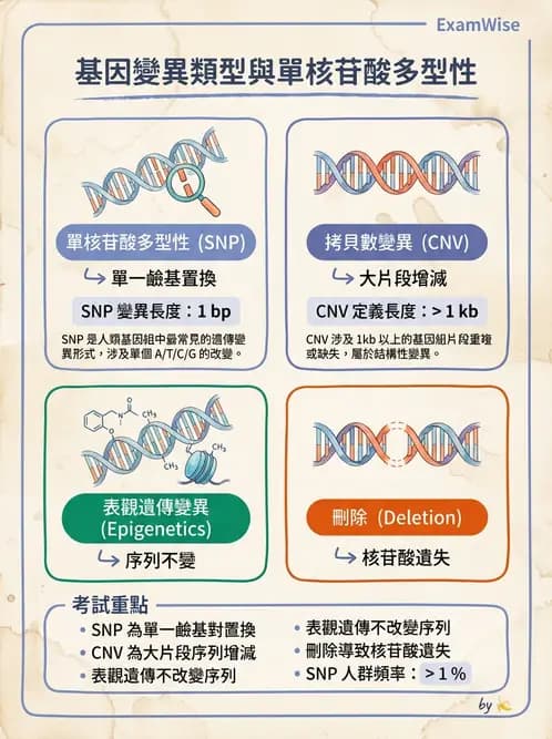 放射 - 遺傳疾病與小兒疾病 - AI 圖文解析預覽