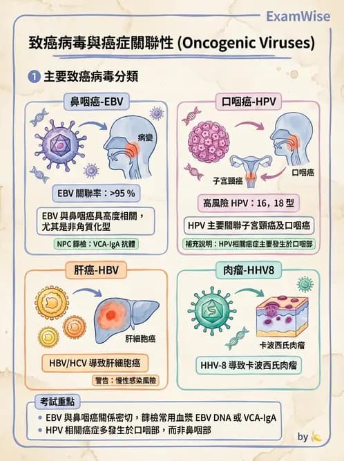 放射 - 惡性腫瘤 - AI 圖文解析預覽
