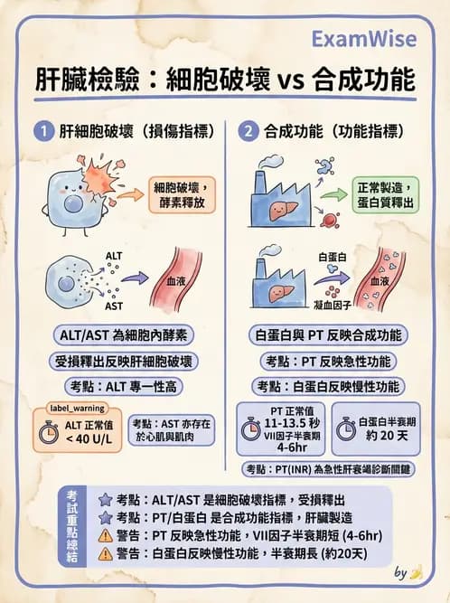 放射 - 肝臟、膽道及胰臟疾病 - AI 圖文解析預覽