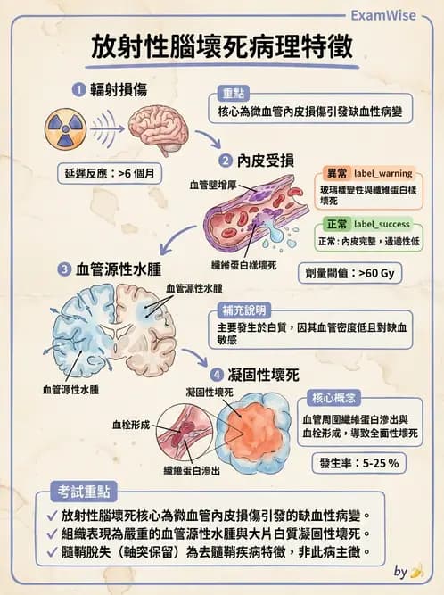 放射 - 神經系統疾病 - AI 圖文解析預覽