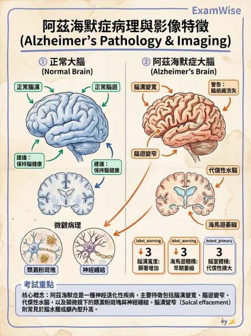 放射 - 神經系統疾病 - AI 圖文解析預覽