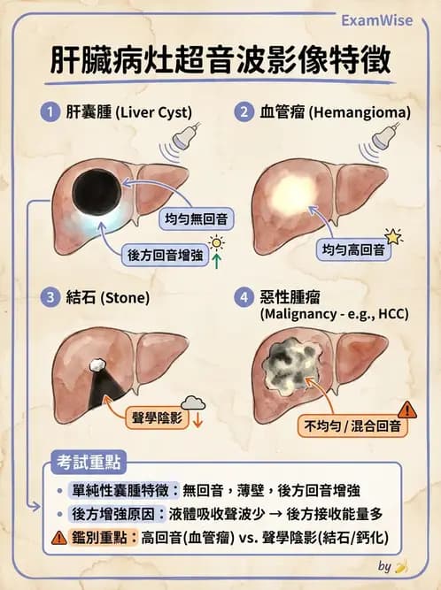 放射 - 超音波成像與都卜勒 - AI 圖文解析預覽