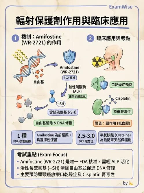 放射 - 輻射物理生物基礎 - AI 圖文解析預覽