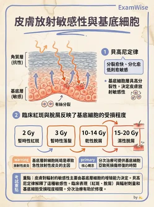 放射 - DNA損傷修復與細胞效應 - AI 圖文解析預覽
