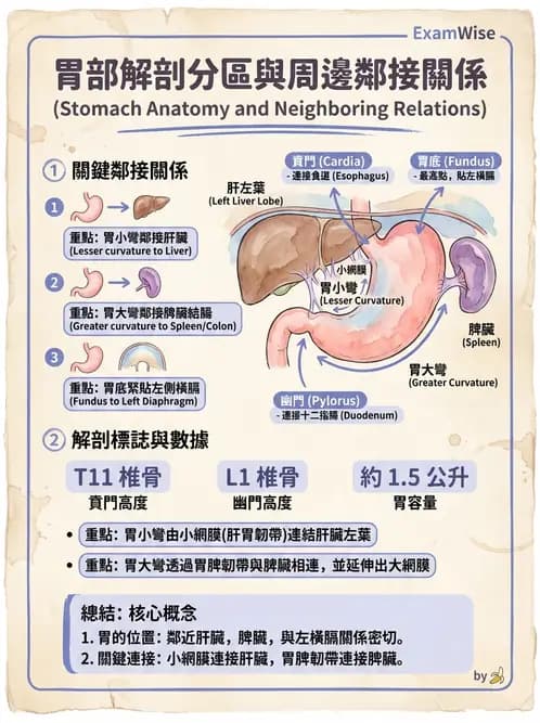放射 - 消化道造影 - AI 圖文解析預覽